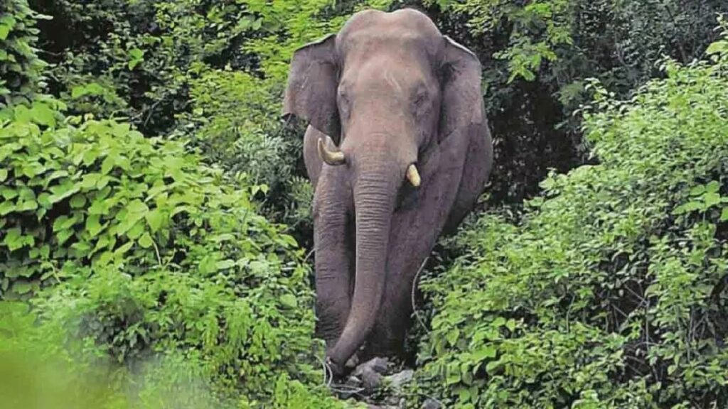 खेत में रखवाली कर रहे बुजुर्ग को हाथी ने कुचला, मौके पर मौत खेत