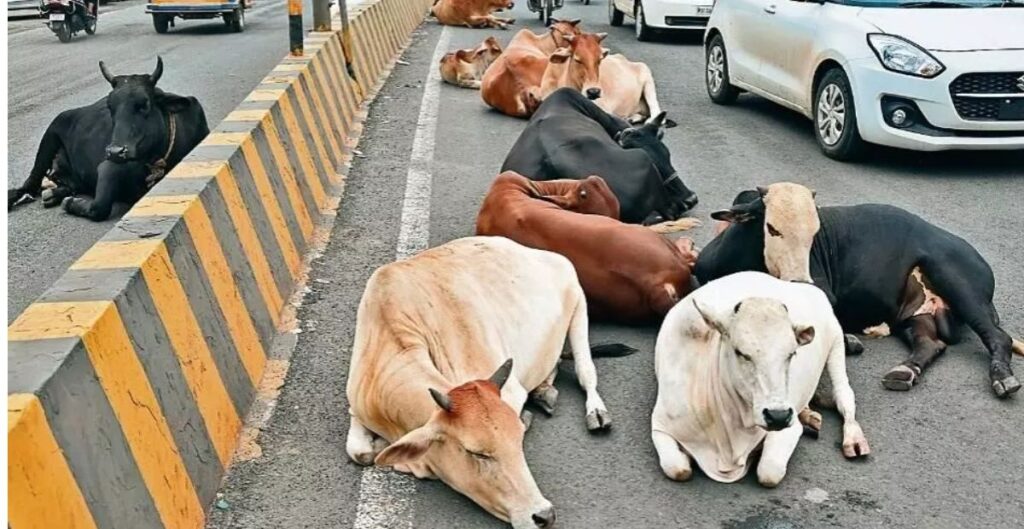 सुप्रीम कोर्ट का सख्त निर्देश: हाईवे और सड़कों से हटाएं आवारा पशु, राज्यों और केंद्र शासित प्रदेशों को आदेश सुप्रीम कोर्ट