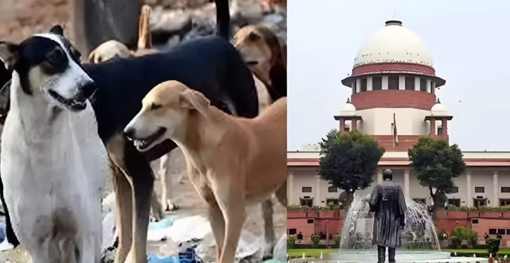 सुप्रीम कोर्ट का बड़ा फैसला: स्कूलों और बस अड्डों से हटाए जाएं आवारा कुत्ते, शेल्टर होम में होगी शिफ्टिंग सुप्रीम कोर्ट