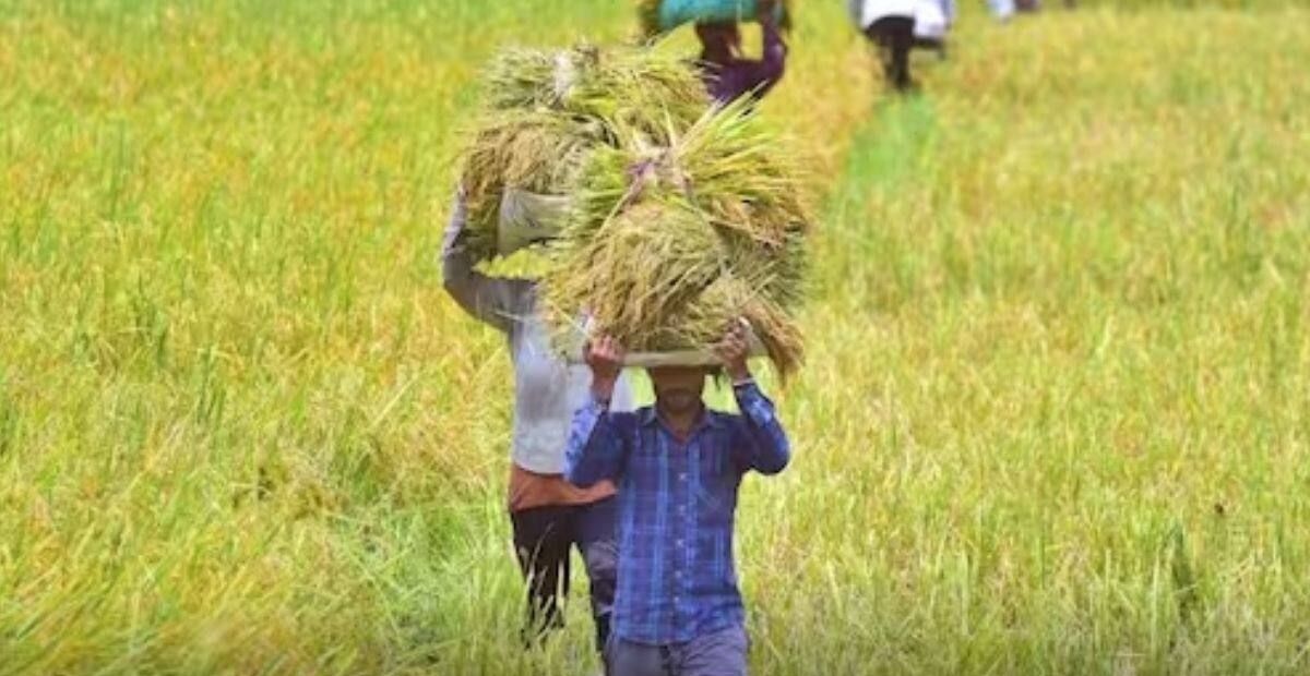 किसानों