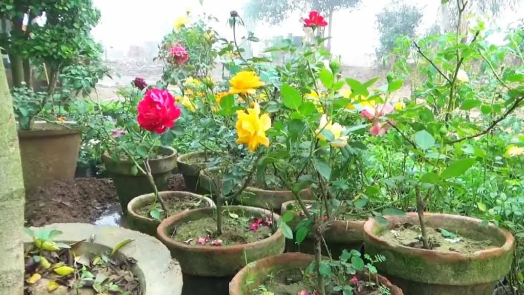 पूरी सर्दी कलियों और फूलों से लदा रहेगा पौधा, अगर गमले में डालती हैं 2 रुपये वाली यह घरेलू चीज