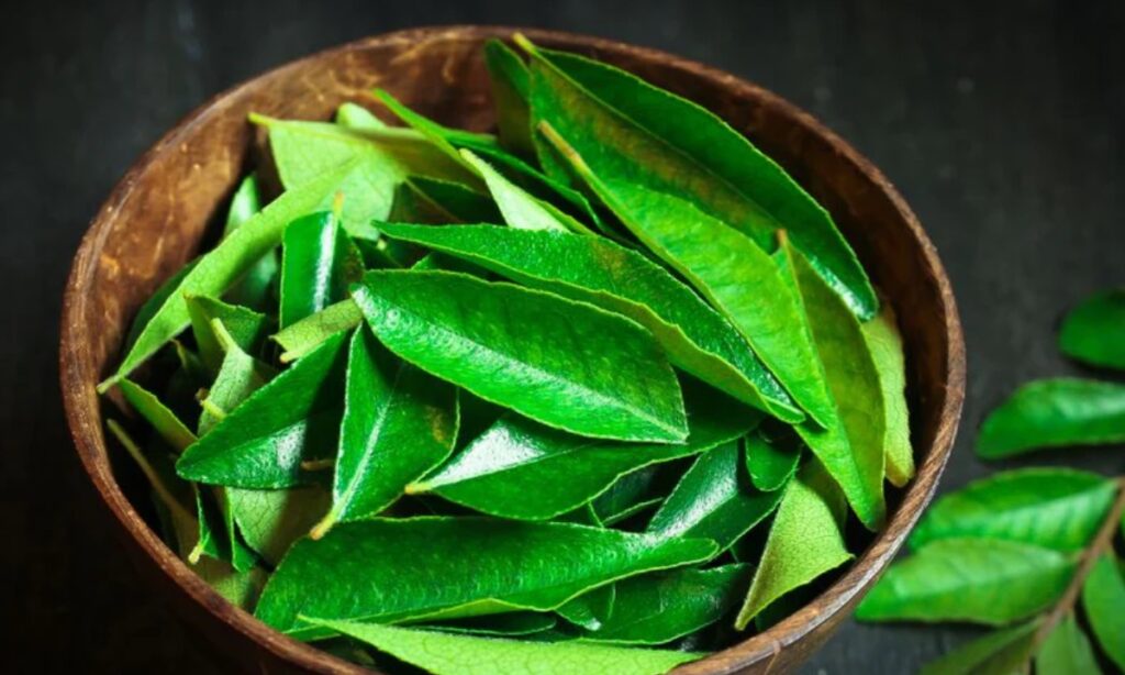Curry Leaves For Hair: बालों को लंबा और घना बनाने के लिए करी पत्ते का उपयोग