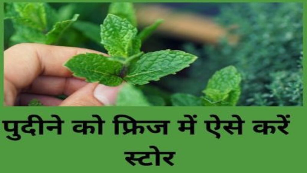ना ही गलेंगी ना ही मुरझाएंगी पुदीना की पत्तियां, बस इस तरह से कर लें स्टोर …