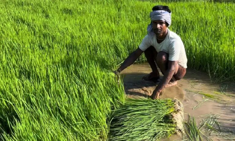 मानसून की दस्तक से पहले मौसम लगातार करवट, धान की बुवाई को लेकर किसान चिंतित