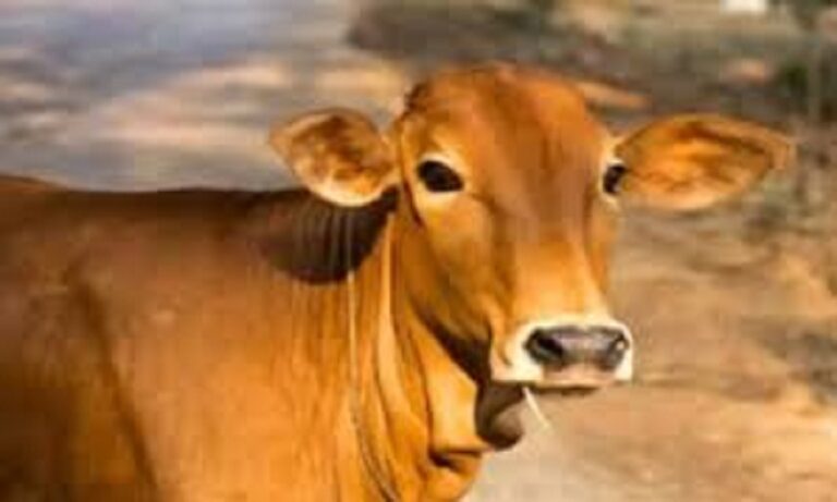 गाय को राष्ट्रीय पशु घोषित करने की मांग, सैकड़ों लोगों ने बढ़-चढ़कर लिया हिस्सा