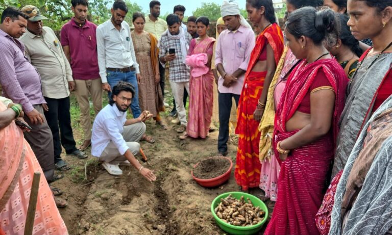 धमतरी का नगरी बनेगा हल्दी उत्पादन का नया हब, 250 किसानों ने थामा वैज्ञानिक खेती का हाथ, 250 टन पैदावार का लक्ष्य