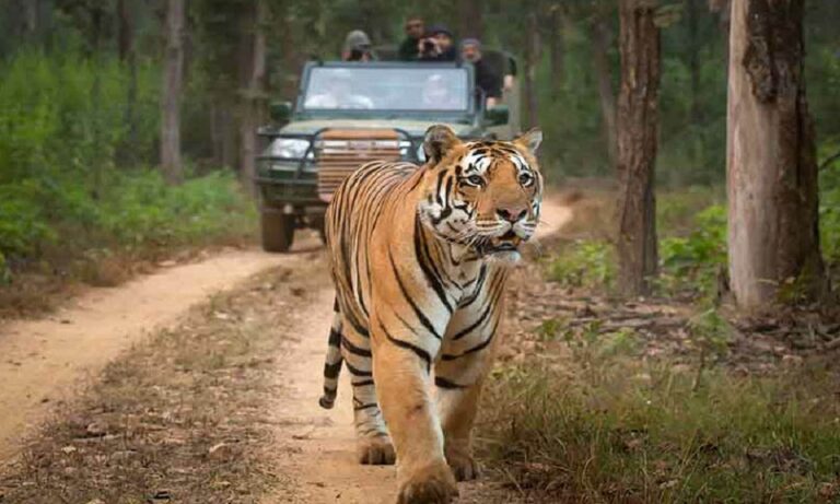 छत्तीसगढ़ में पर्यटकों के लिए आज से 3 महीने तक बंद रहेगा जंगल, 2 अक्टूबर को फिर से मिलेगी एंट्री