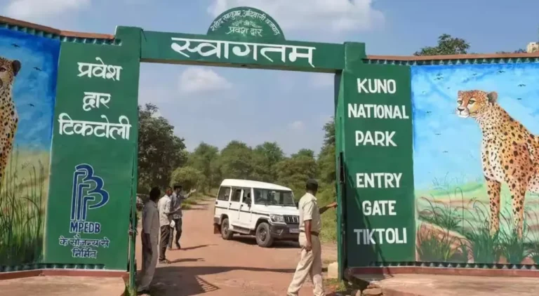 कूनो में चीता शावक की मौत पर वन विभाग की कार्रवाई, मुरैना और श्योपुर के 6 कर्मचारी निलंबित